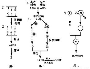 转录内容：