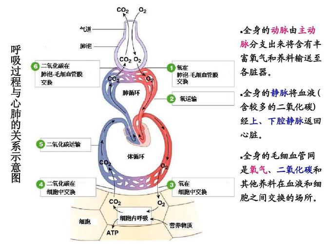 百度翻译下载