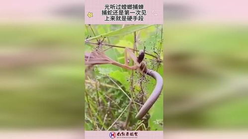 螳螂捕蛇的翻译是什么