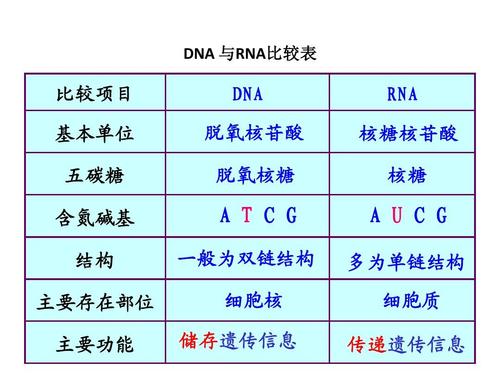 转录翻译过程简图