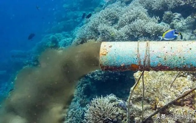 福岛核污染水对海洋生物的影响，不容忽视的挑战与未来展望