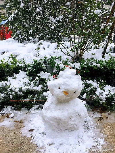 浙江人实现一户一雪人，雪之梦想照进现实