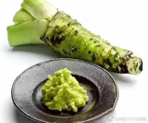 揭秘生活中的小绿勇士——Wasabi，不仅仅是芥末的新风尚