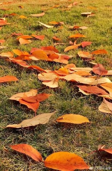 落叶满空山，季节的韵律，生命的诗意