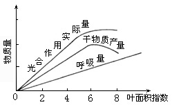 掌握叶面积指数的秘密，让你的植物生长更健康