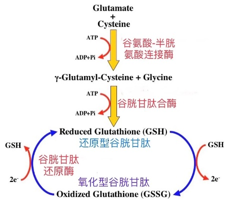 守护身体的隐形卫士，揭秘谷胱甘肽转移酶的奇妙世界